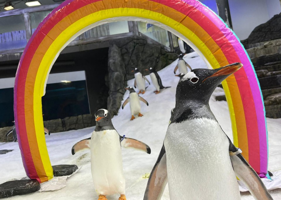 Morre pinguim gay na Austrália